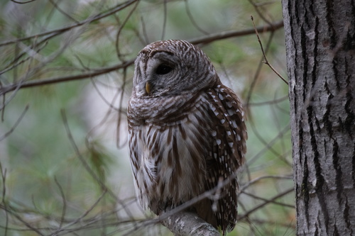 Barred Owl