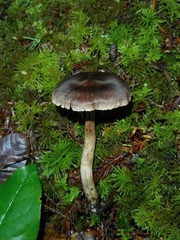 Cortinarius cisqhale