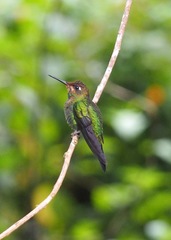 Boissonneaua flavescens