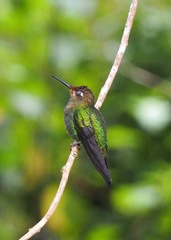 Boissonneaua flavescens