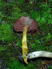 Cortinarius smithii