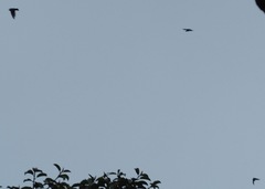 Streptoprocne zonaris