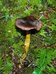 Cortinarius smithii