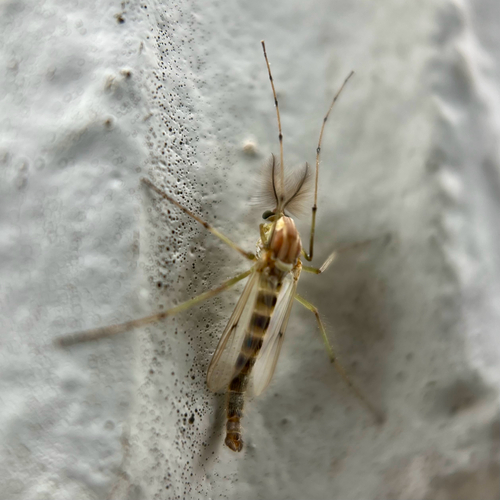 Unknown species found near Jefferson Hwy, New Orleans, LA, US