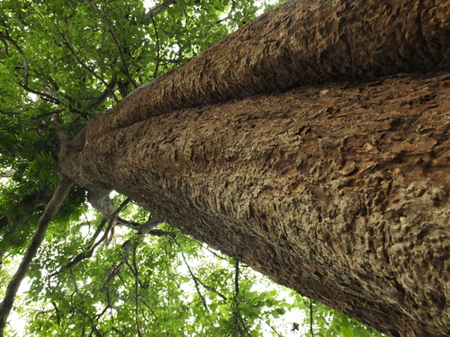 Image of Adina cordifolia by (c) Siddarth Machado, some rights reserved (CC BY)