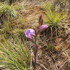 Thelymitra pulchella