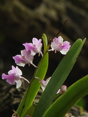 Aerides maculosa