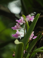 Aerides maculosa