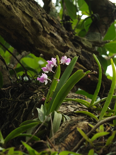 Image of Fox Brush Orchid (Aerides maculosa) by (c) Siddarth Machado, some rights reserved (CC BY)