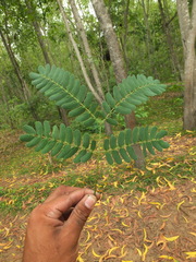 Albizia odoratissima