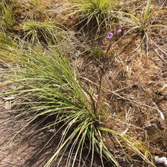 Thelymitra pulchella