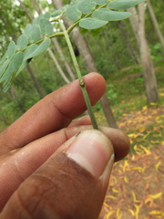 Albizia odoratissima