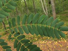 Albizia odoratissima