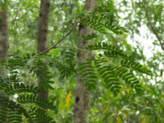 Albizia odoratissima