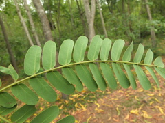 Albizia odoratissima