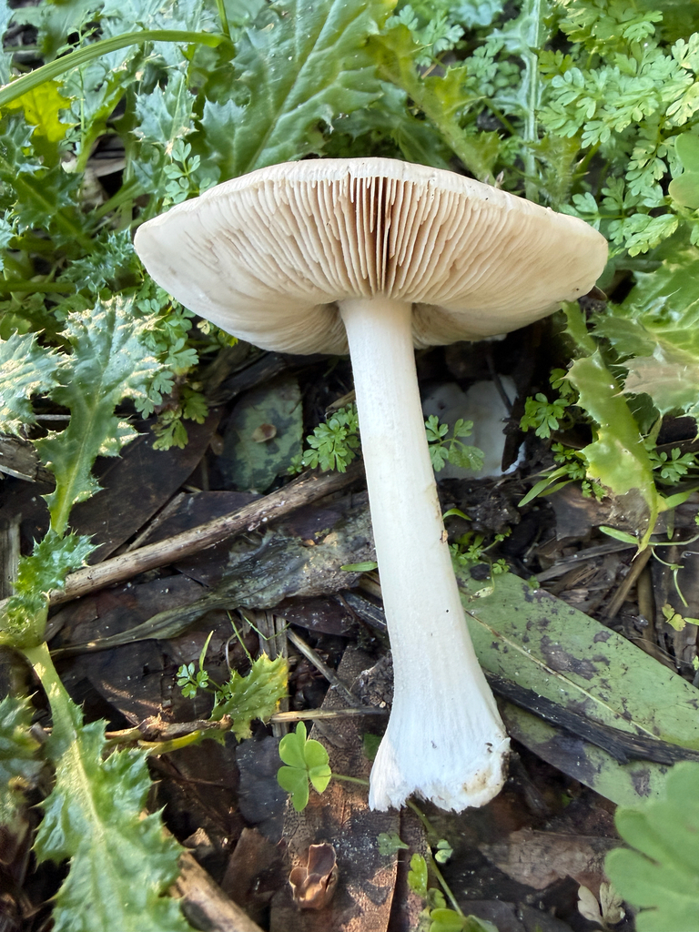 Volvopluteus gloiocephalus · January 2026 · photo: © chrisalises (iNaturalist, cc-by)