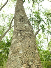 Albizia odoratissima