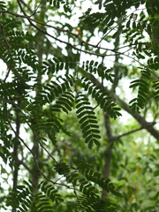 Albizia odoratissima