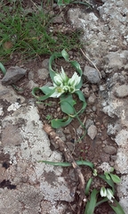 Ornithogalum montanum