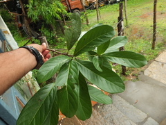 Alseodaphne semecarpifolia