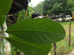 Alseodaphne semecarpifolia