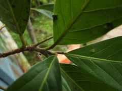 Alseodaphne semecarpifolia