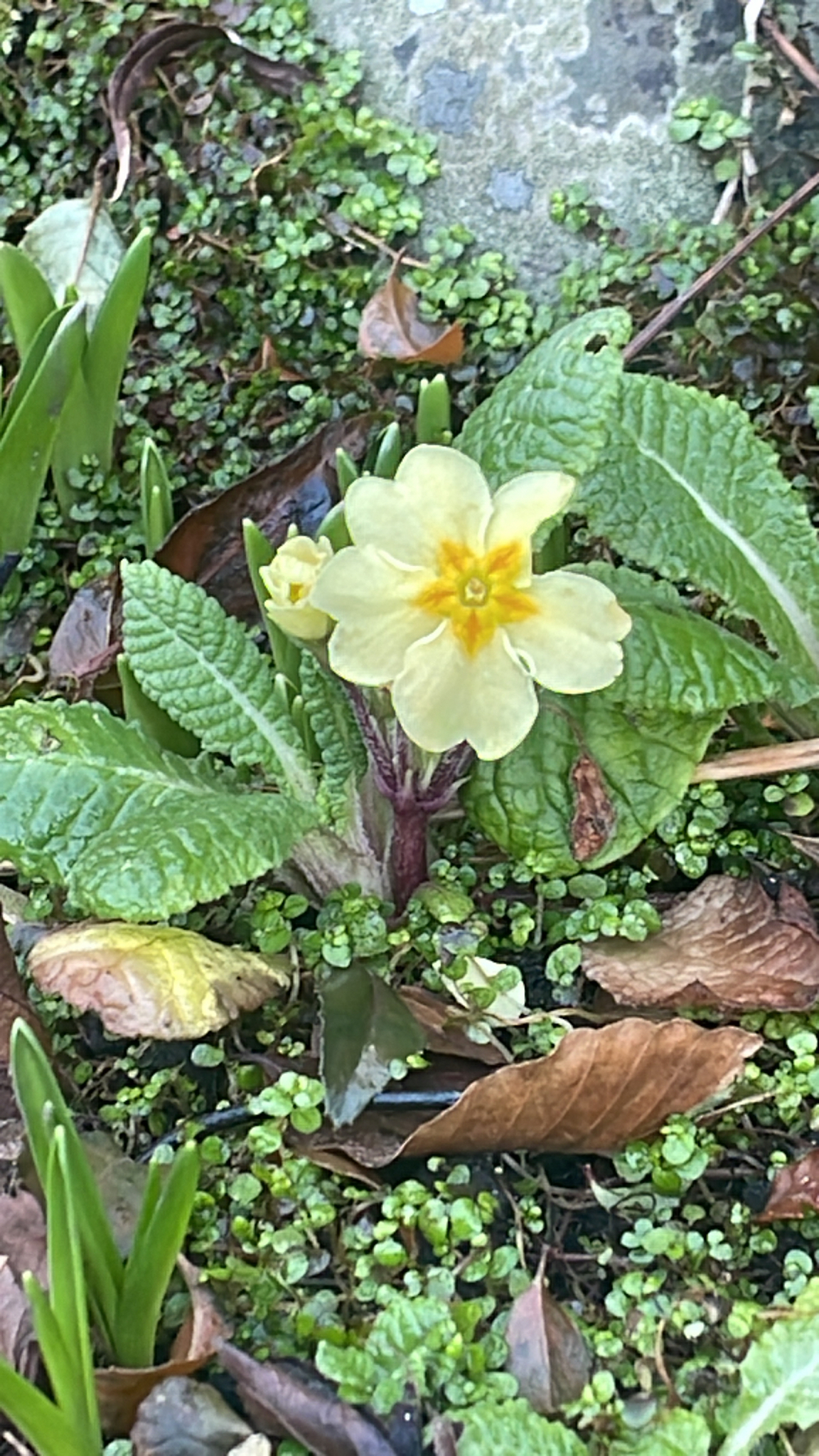 Polyanthus primrose