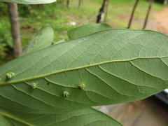 Alseodaphne semecarpifolia