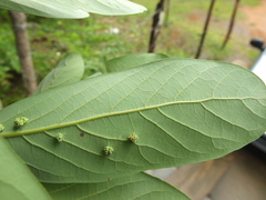 Alseodaphne semecarpifolia