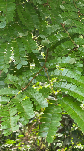 Brazilwood