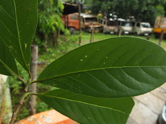 Alseodaphne semecarpifolia