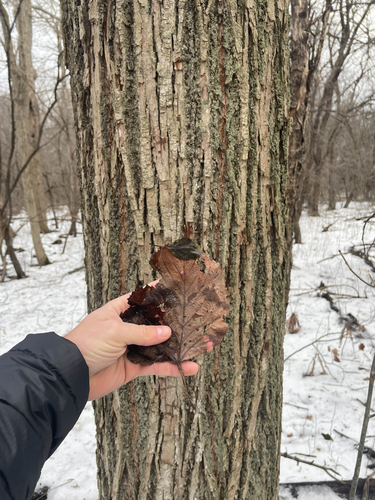 American basswood