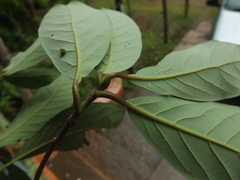 Alseodaphne semecarpifolia