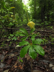 Arisaema tortuosum
