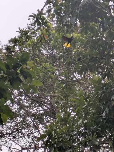 Montezuma Oropendola (Psarocolius montezuma), photo 6