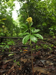 Arisaema tortuosum