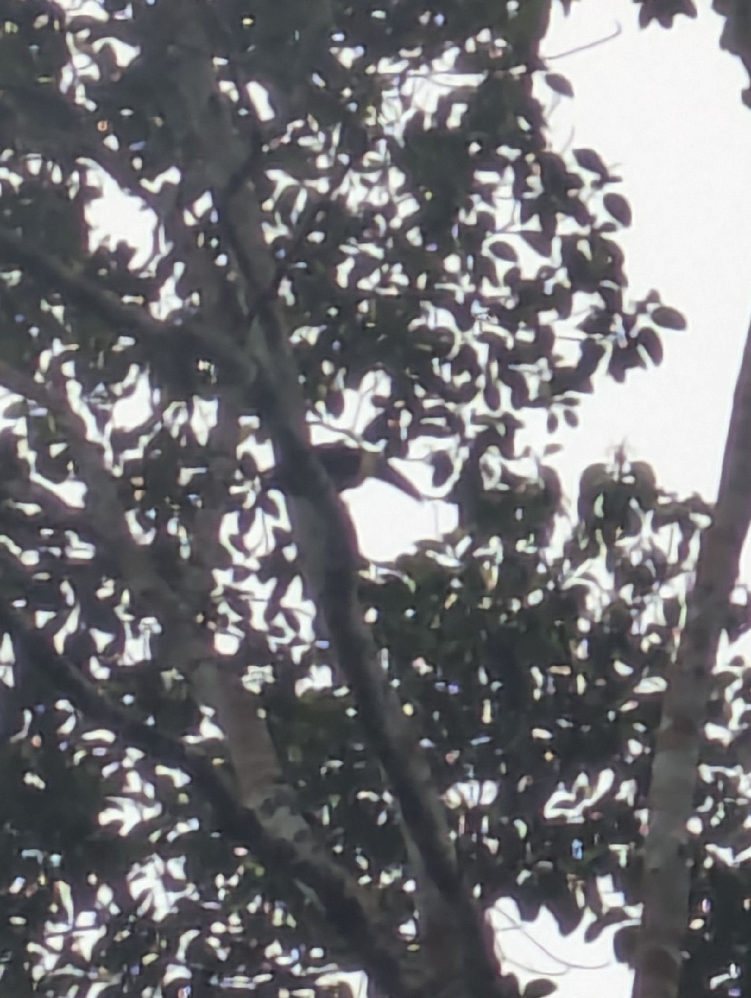 Yellow-throated Toucan (Ramphastos ambiguus), photo 5