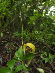 Arisaema tortuosum