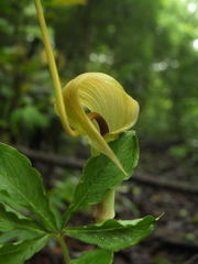 Arisaema tortuosum