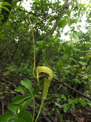 Arisaema tortuosum