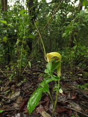 Arisaema tortuosum