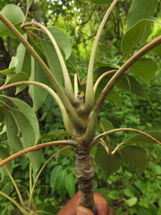 Bombax ceiba