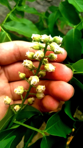 Talisia esculenta, photograph 3