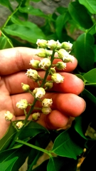 Talisia esculenta, photograph (c) cristianol1456, some rights reserved (CC BY-SA)