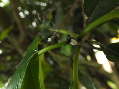 Calophyllum inophyllum