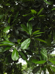 Calophyllum inophyllum