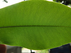 Calophyllum inophyllum