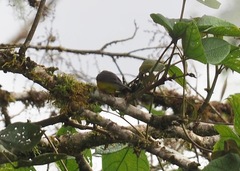 Myiarchus cephalotes