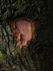 Calophyllum inophyllum