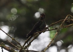 Boissonneaua flavescens